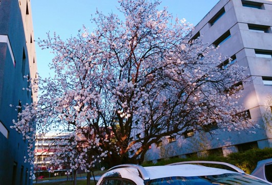 校庭の桜。撮影は2月だが、降り注ぐ太陽の町では毎年この時期に開花する。