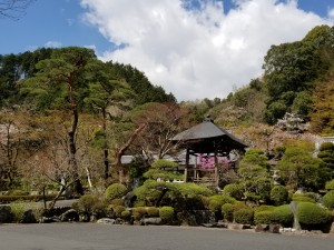 高尾霊園高乗寺では花がきれいに咲き、ウグイスが鳴いていました。