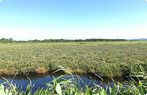Sarobetsu Wetland
